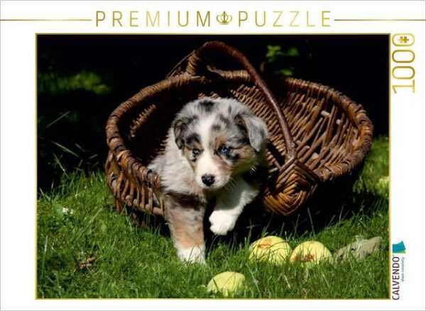 CALVENDO Puzzle CALVENDO Puzzle Australian Shepherd-Welpe 1000 Teile Lege-Größe 64 x 48 cm Foto-Puzzle Bild von Martina Berg, 1000 Puzzleteile