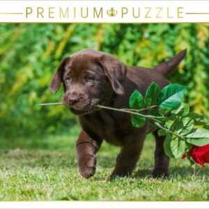 CALVENDO Puzzle CALVENDO Puzzle Labrador Retriever - ein Herz auf 4 Pfoten 1000 Teile Lege-Größe 64 x 48 cm Foto-Puzzle Bild von SiSta-Tierfoto, 1000 Puzzleteile